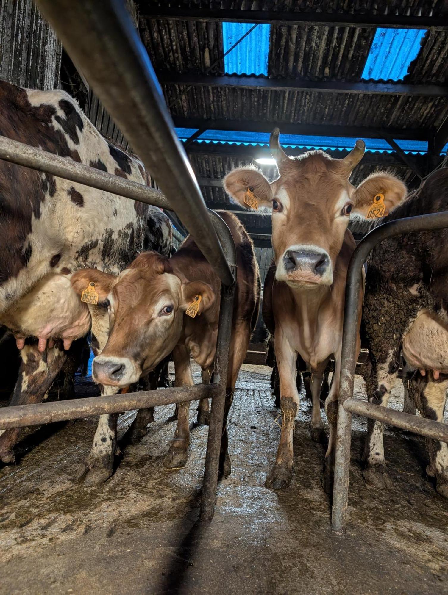 Ferme De La Gortiere Bed & Breakfast Le Teilleul Екстериор снимка