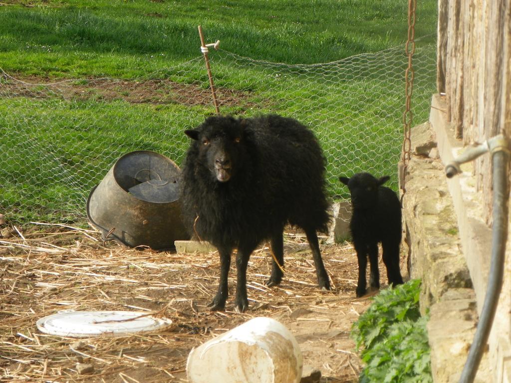 Ferme De La Gortiere Bed & Breakfast Le Teilleul Екстериор снимка
